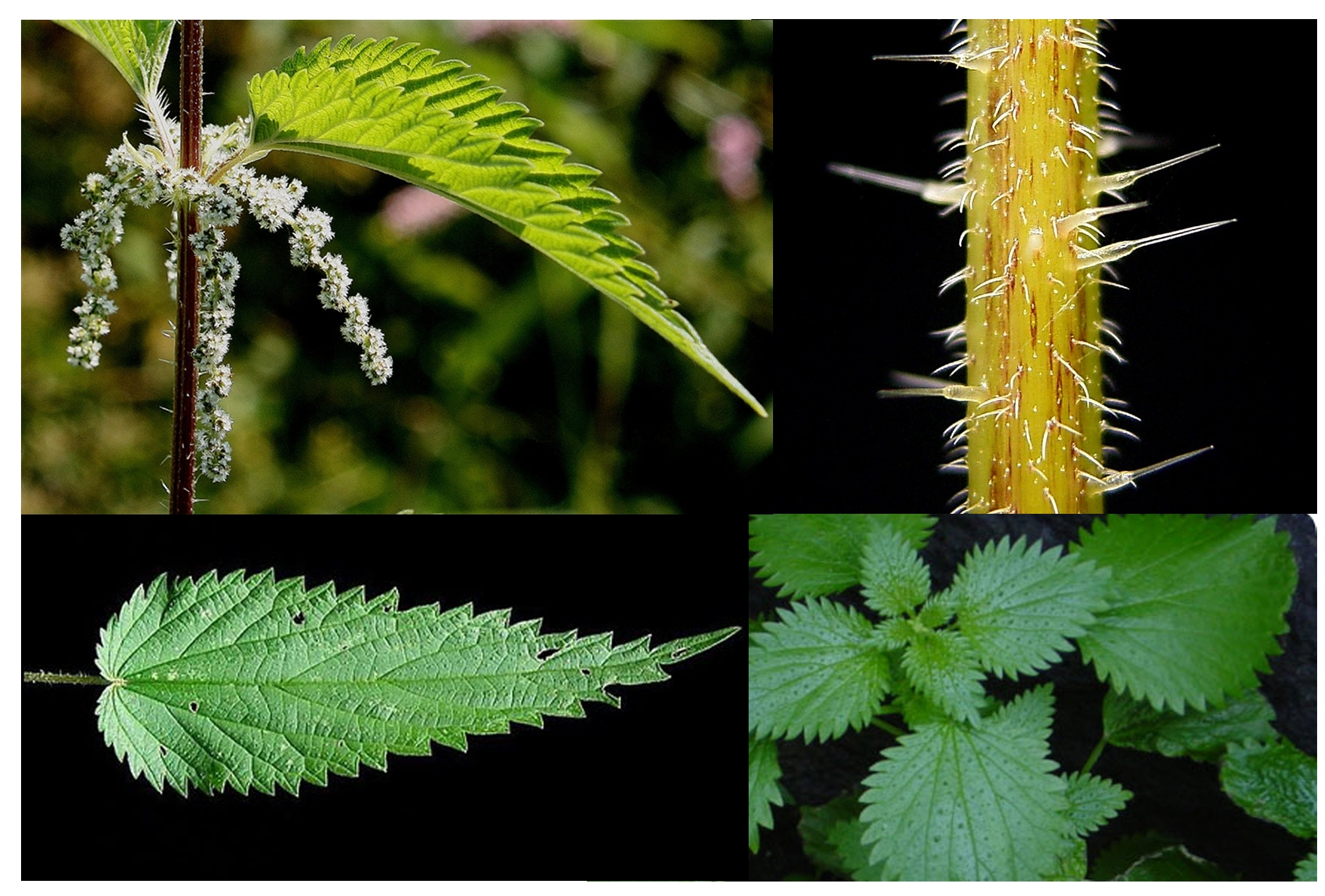 <p>(opposite leaves, small dense flowers, tricombs irritating) </p>