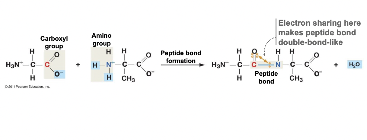 <ul><li><p>C on the carboxyl end of the first joins with the N on the ionized amino group of the added amino acid</p></li><li><p>One water molecule is produced with each bond</p></li><li><p>The electron sharing makes the peptide bond double-bond like</p></li><li><p>Bond cannot rotate, would make a straight chain protein</p></li></ul>