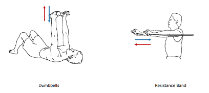 <p>These 2 isotonic exercises are called what?</p>