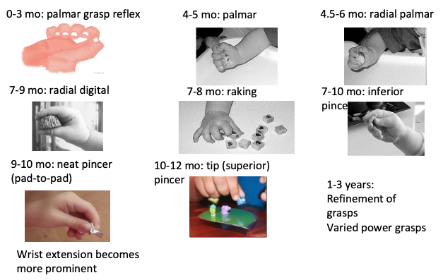 <ul><li><p>palmar grasp reflex </p></li><li><p>palmar </p></li><li><p>radial palmar </p></li><li><p>radial digital </p></li><li><p>raking</p></li><li><p>inferior pincer </p></li><li><p>neat pincer/pad to pad</p></li><li><p>superior pincer/tip to tip</p></li></ul><p></p>