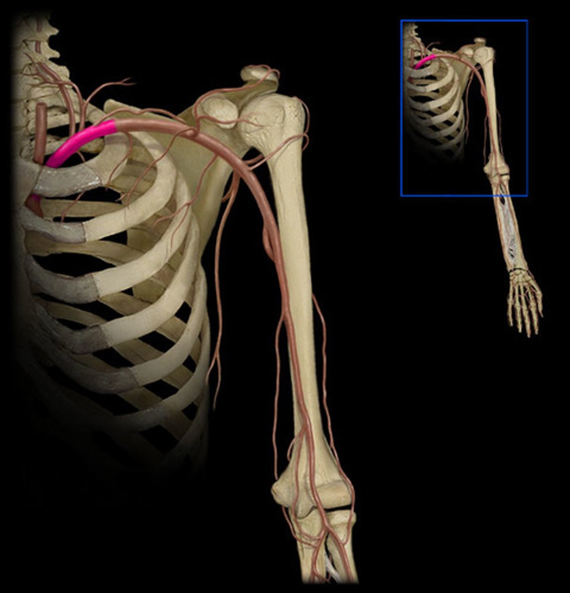 <p>identify this artery</p>