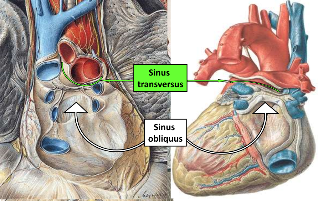 <p><strong>Sinus transversus</strong> → trennt die venösen Gefässe von den Arteriellen</p><p><strong>Sinus obliquus </strong>→ an der Rückseite des linken Atriums</p>