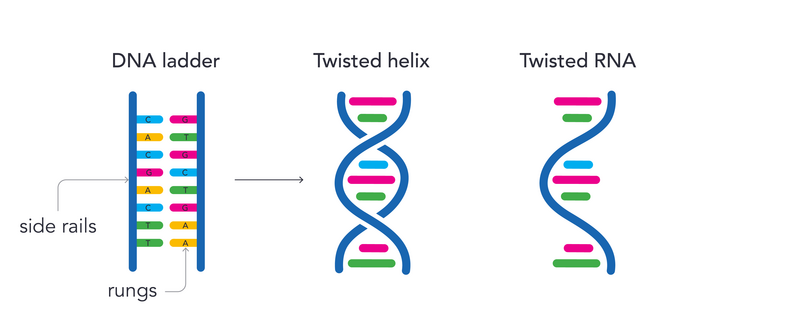 <p>Human DNA exists as a ladder</p><p>Side rails - sugar - phosphate molecules</p><p>Rungs - bases joined together by hydrogen bonds</p>