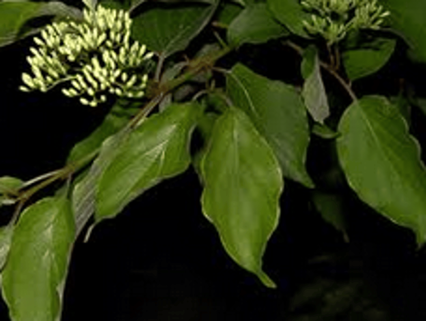 <p>roughleaf dogwood</p><p>Family: Cornaceae</p><p>- Dogwood with Small buds and wavy leaf edges</p>