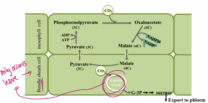 <p>NADP Malic Enzyme: decarboxylating enzyme </p><ul><li><p>releases CO2 in BSC for Calvin Cycle</p></li><li><p>CO2 is trapped in cell due to thick cell wall: C4 keeps conc. high</p></li><li><p>RuBisCO is present in BSC </p></li><li><p>Pyruvate (3C) is returned to mesophyll cell to reform PEP </p></li><li><p>requires 2 ATP </p></li><li><p>Enzyme is pyruvate phosphate dikinase</p></li></ul><p></p>