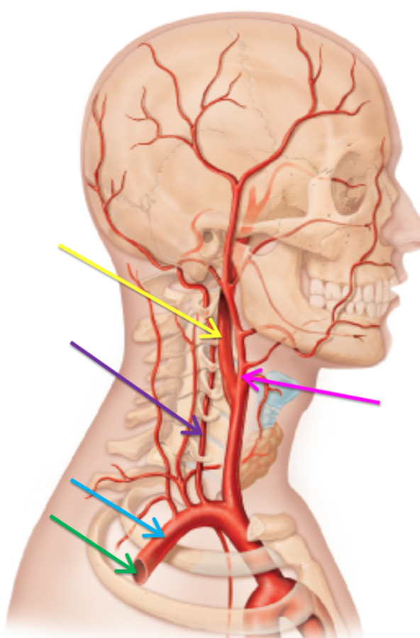 <p>What is the artery highlighted pink? </p>