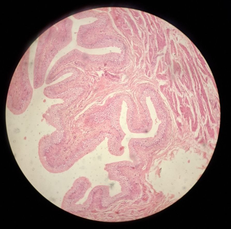 <p>Identify the tissue and mention one site</p>
