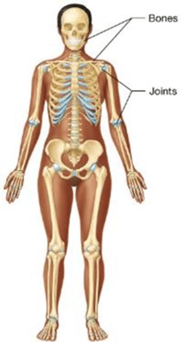 <p>Which body system supports the body, protects internal organs, provides leverage for movement, produces blood cells, and stores calcium salts?</p><p>A) Muscular system</p><p>B) Skeletal system</p><p>C) Nervous system</p><p>D) Circulatory system</p>