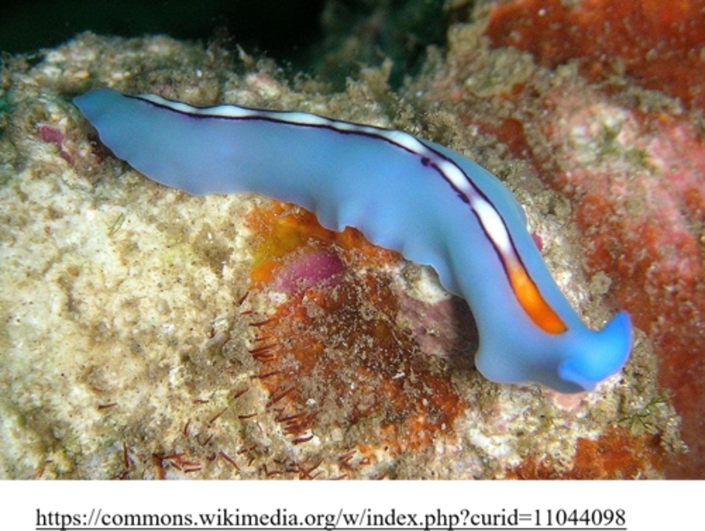 <p>bilateral</p>