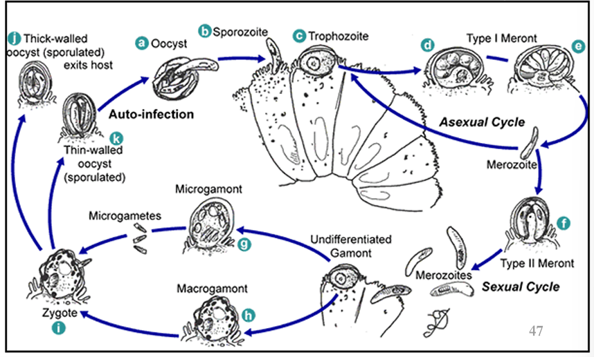 <ol><li><p>Ingestion of Oosysts (Infective form)</p></li><li><p>Oocyst releases sporozoite </p></li><li><p>Sporozoite attaches to enterocytes and becomes trophozoite</p></li><li><p>Trophozoite matures into Type I Meront</p></li><li><p>Type I Meront hatches and releases type I merozoites</p></li><li><p>Type I merozoite either reforms a trophozoite to release more type I merozoite (Asexual), OR, transforms into Type II Meront (Sexual)</p></li><li><p>Type II Meronts release Type II Merozoites </p></li><li><p>Type II Merozoites either become Microgamont (Male), or Macrogamont (Female)</p></li><li><p>The male Microgamont hatches, releasing microgametes that will fertilize the female Macrogamont → Zygote formation </p></li><li><p>The zygote either becomes a thin-walled oocyst that will progress the infection, OR, a thick-walled oocyst which will exit the host</p></li></ol><div data-youtube-video=""><iframe width="640" height="480" allowfullscreen="true" autoplay="false" disablekbcontrols="false" enableiframeapi="false" endtime="0" ivloadpolicy="0" loop="false" modestbranding="false" origin="" playlist="" rel="1" src="https://www.youtube.com/embed/ee159M3wxA8?si=64J-AATUfHP9wq-6" start="0"></iframe></div><p></p>