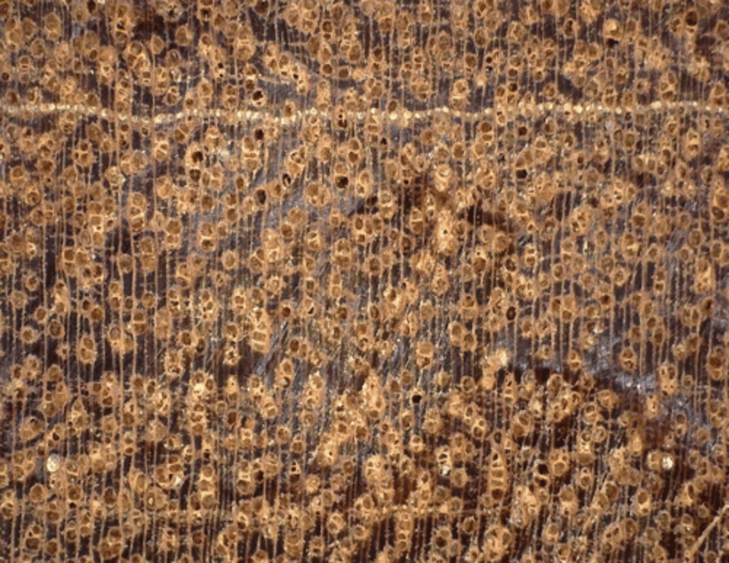 <p>Brownish-red in color; presence of tyloses; diffuse, diffuse in aggregates, vasicentric, aliform, and aliform confluent parenchyma; with concentric resin ducts</p>