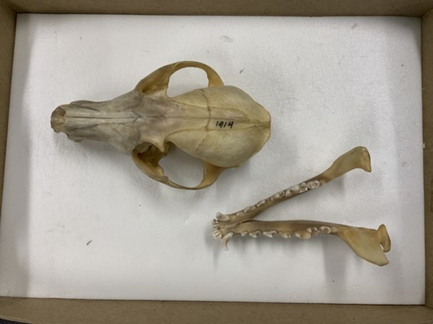 <p>Genus</p><p>-V-shaped temporal ridges</p><p>-no ridge in mandible</p>