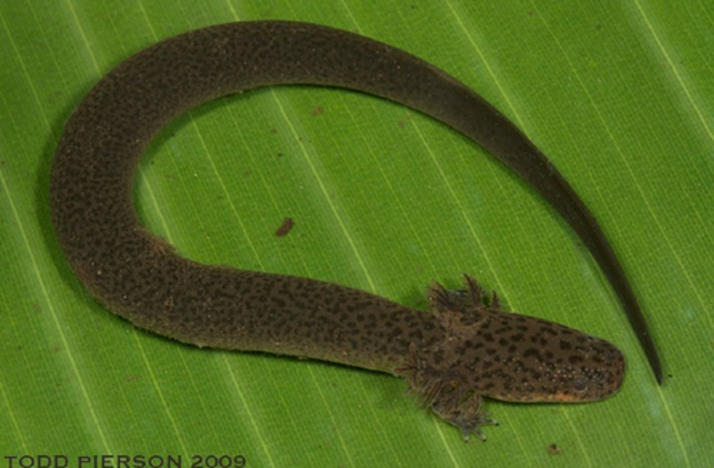 <p>Sirens</p><p>-External fertilization (predicted, but unconfirmed)</p><p>- Most primitive (No hind limbs, fully aquatic, paedomorphic)</p><p>- Lives in swamps, and even roadside ditches</p><p>- Aestivation: Mucous membrane to prevent drying out</p><p>Mostly nocturnal</p><p>- Hard to observe, Eastern North America</p>