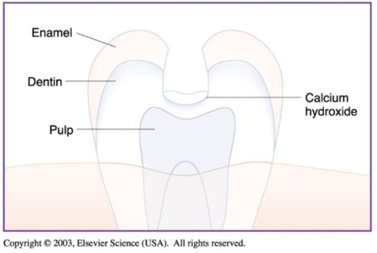 <p>are usually ONLY applied to dentin NEAR the pulp</p>