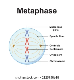 <ul><li><p>chromosomes move to middle of cell (referred to as metaphase plate)</p></li><li><p>chromosomes centromeres lie on the plate</p></li><li><p>chromosomes movement arise as a result of the action of the spindle</p></li><li><p>centreSOMES are ate opposite ends</p></li></ul>