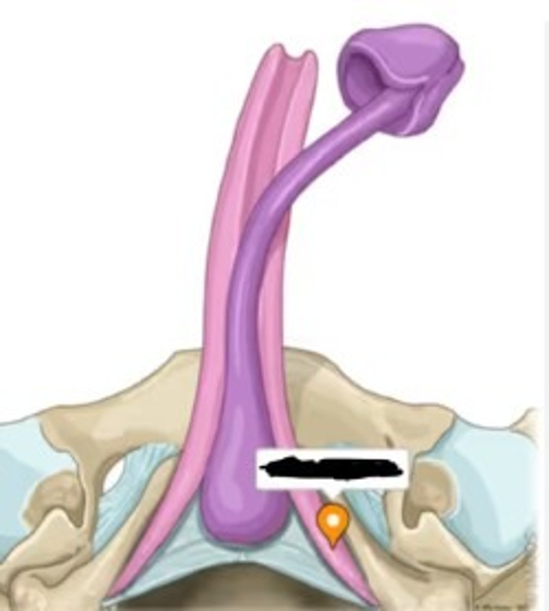 <p>lateral of the bulb of penis</p>