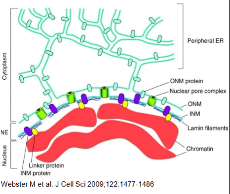 <p>two lipid bilayer membrane </p><p>&gt; inner nuclear membrane </p><p>&gt; outer nuclear membrane </p><p>there is perinuclear spec between (10-5nm wide)</p><p></p>