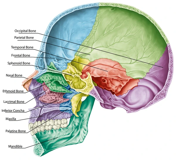 <p><strong>_____ Cavity</strong></p><p><strong>• Walls</strong></p><p>– Consist of inner and outer tables of compact bone that are separated by spongy bone called diploë</p><p><u>– Cranial _____</u></p><p>• Three membranes that surround the brain and are continuous with the meninges of the spinal cord.</p><p><strong>• Dura mater</strong></p><p><em>– Periosteal dura</em></p><p><em>– Meningeal dura</em></p><p><strong>• Arachnoid mater</strong></p><p><strong>• Pia mater</strong> </p>