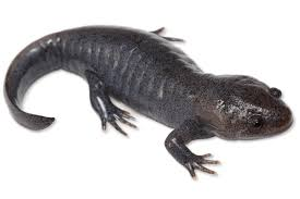 <p>Mole Salamander </p>