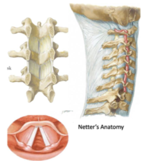 <p></p><ul><li><p><strong>Ligamenta flava</strong> i rygsøjlen</p></li><li><p><strong>Ligamentum nuchae</strong> i nakken</p></li><li><p><strong>Elastiske ligamenter</strong> generelt</p></li><li><p><strong>Store elastiske arterier</strong>, fx <strong>aorta</strong></p></li><li><p>Delvist i <strong>stemmebånd/vocal folds</strong></p></li></ul><p></p>