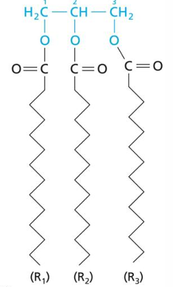 <p>Triacylglycerol (TAG)</p><ul><li><p>3 acyl chains (from FA) attached to a glycerol</p></li></ul><p></p>