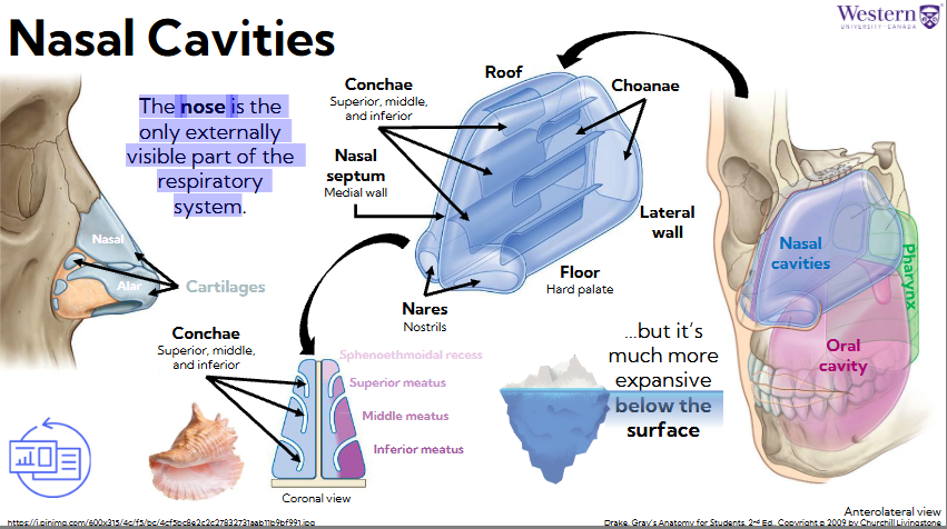 <ul><li><p><span style="background-color: transparent;"><span>The nose is the only externally visible part of the respiratory system - mostly cartilage</span></span></p></li><li><p><span style="background-color: transparent;"><span>But its much more expansive below the face</span></span></p></li><li><p><span style="background-color: transparent;"><span>Choanae create projections into nasal cavity, create pockets (inferior, middle, inferior meatus) creates turbulence in nasal cavity to help with olfaction</span></span></p></li><li><p><span style="background-color: transparent;"><span>Olfaction happens in sphenoethmoid recess (roof of nasal cavity)</span></span></p></li></ul><p></p>