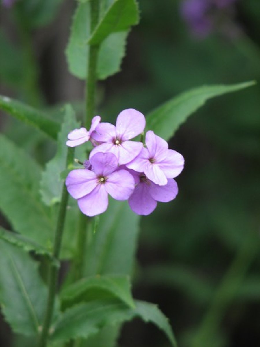 <ul><li><p>alternate toothed leaves</p></li><li><p>showy 4-merous flower</p></li></ul><p>Species</p>
