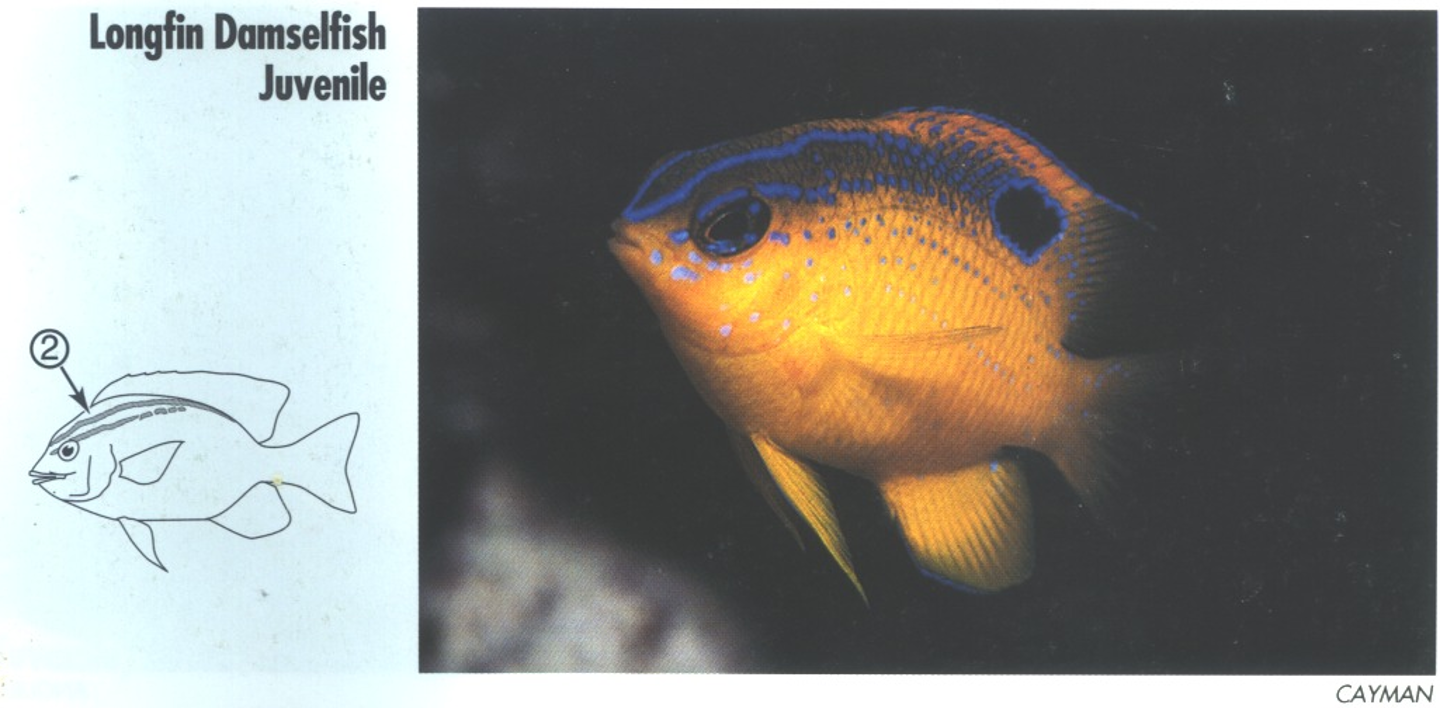 <p><span>JUVENILE: Yellow-gold. 2. Brilliant blue lines run from snout across nape and down back. (Similar Cocoa, <em>S. variabilis</em>, and Beaugregory, <em>S. leucostictus</em>, have a blue wash instead of distinct lines.)</span></p>