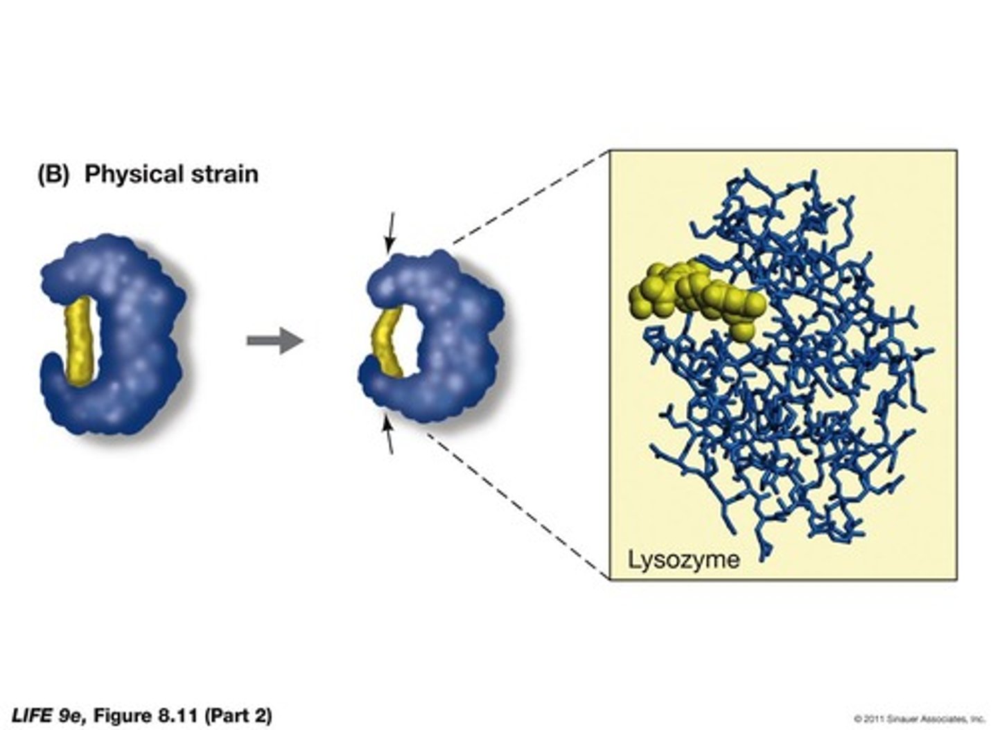 <p>Many enzymes change shape when they bind to the substrate.</p>