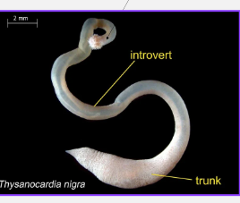<p>an inverted pharynx</p><p>imgine rolling sock downleg</p>