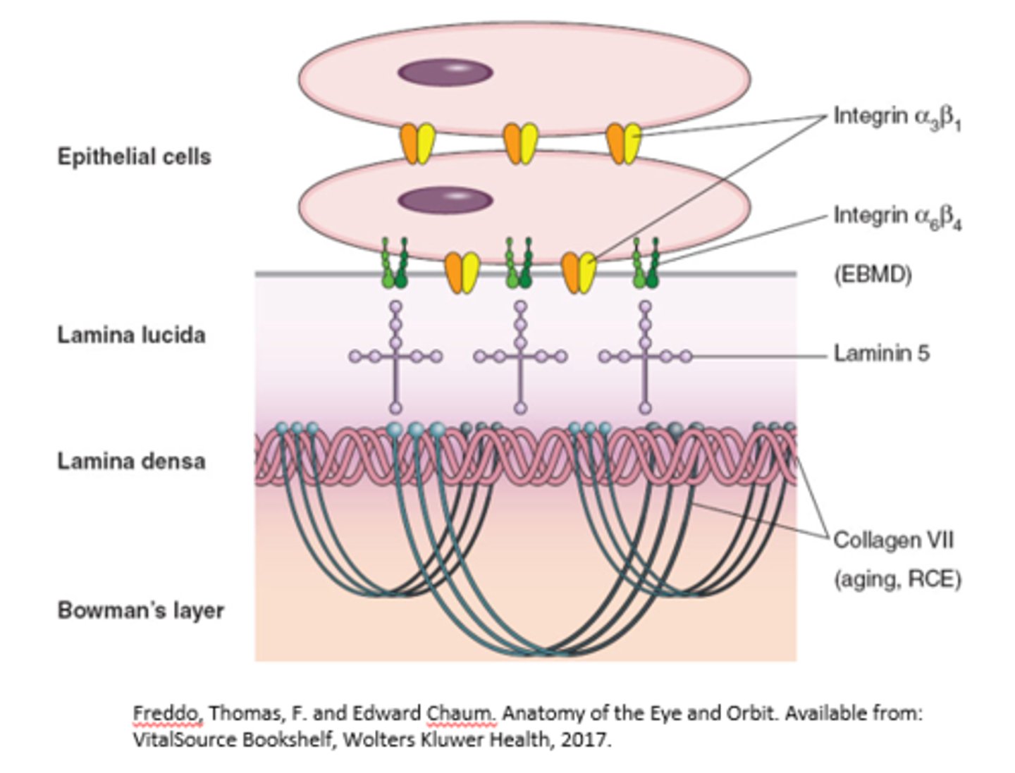 <p>Intercellularly or at the cell-matrix junction</p>