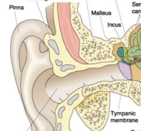 <p>Pinna,ear canal, tymphatic membrane</p>