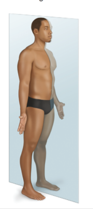 <p>splits the body into left and right sides</p>