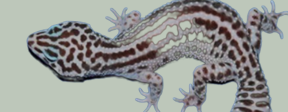 <p>What pattern is this Gecko?</p>
