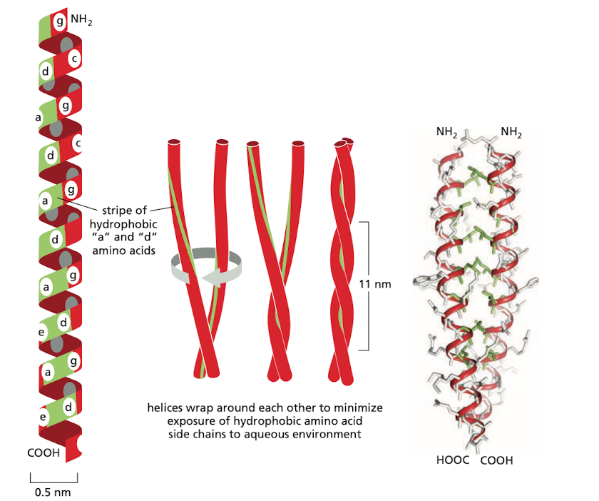 Coiled Coil