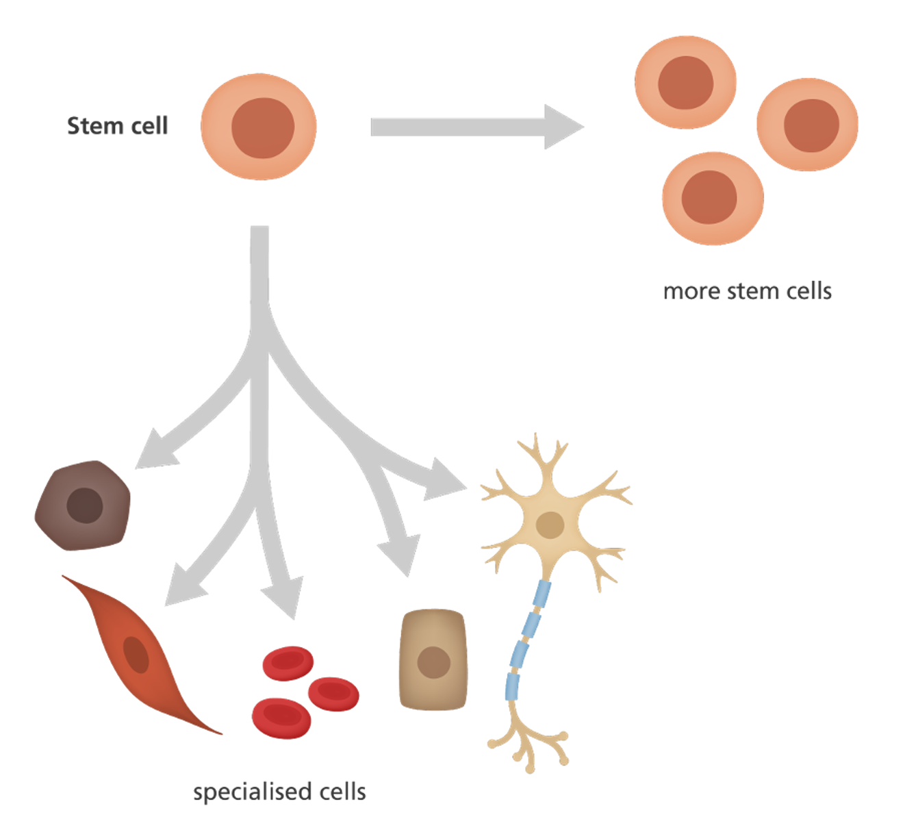 <p>An unspecialised cell:</p><p><span>•Stem cells undergo cell division.</span></p><p><span>•They have the ability to continue to cycle through the cell cycle.</span></p>