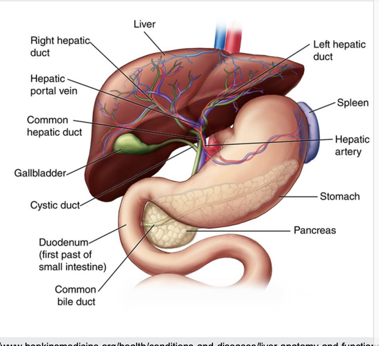 <p>Detoxification and excretion (waste products)</p><p>Secretion (Bile)</p><p>Storage (lipids, vitamins A and B, glycogen)</p><p>Synthesis (Albumin, clotting factors, globulins)</p><p>Protein, carbohydrate and lipid metabolism</p><p>Immune function (Kupffer cells)</p>