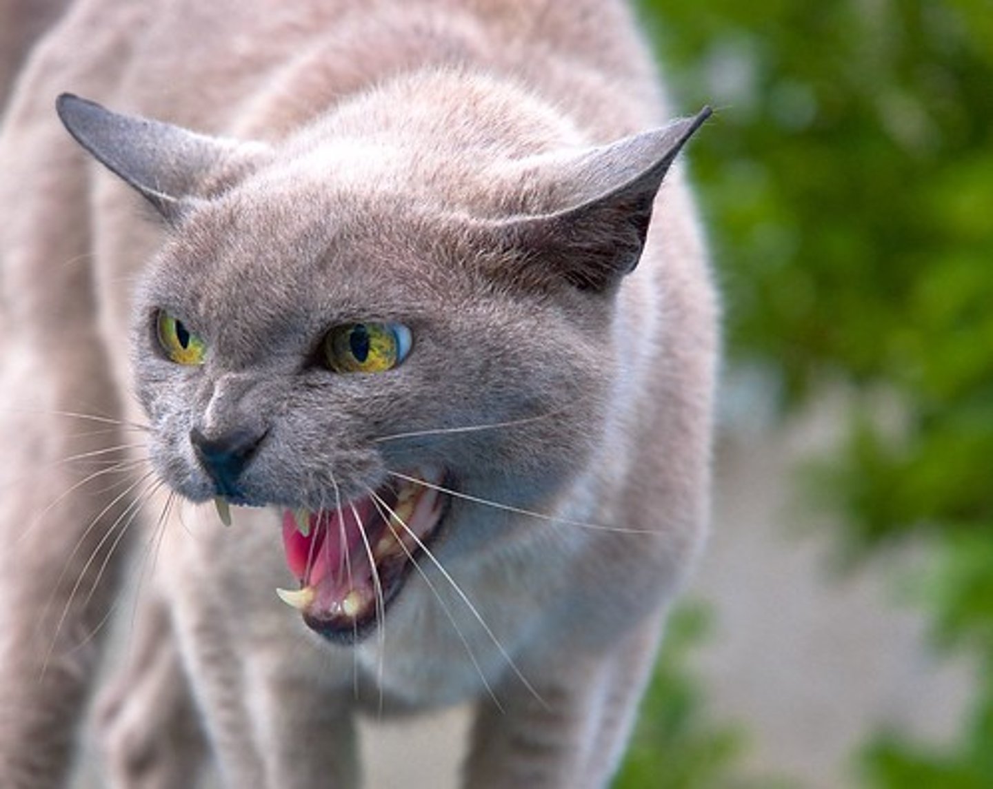 <p>make a shrill howling or wailing noise</p>