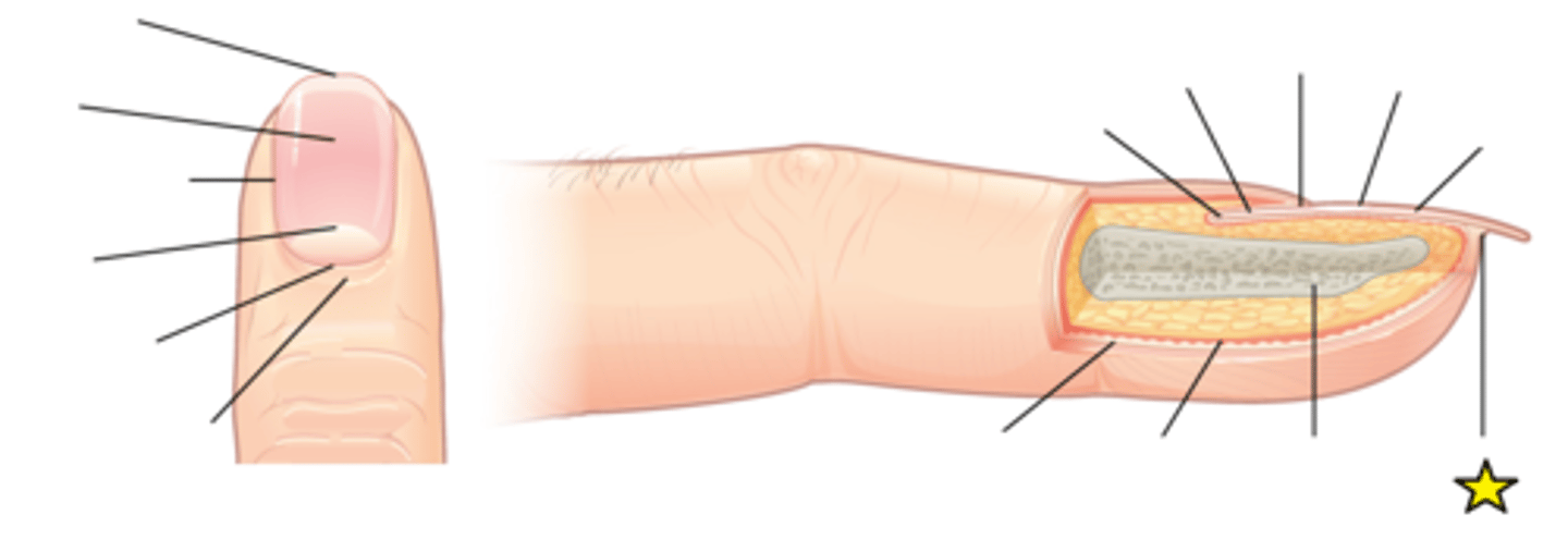 <p>A soft tissue seal underneath the extended "free" edge of the nail plate whose purpose is to prevent pathogens from infecting the nail bed.</p>