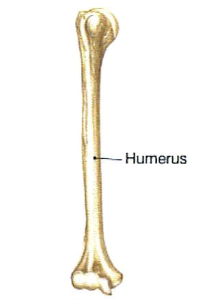 <ul><li><p>Longer than wide </p></li><li><p>All limb bones except → patella, wrist bones and ankle bones</p></li></ul><p></p>