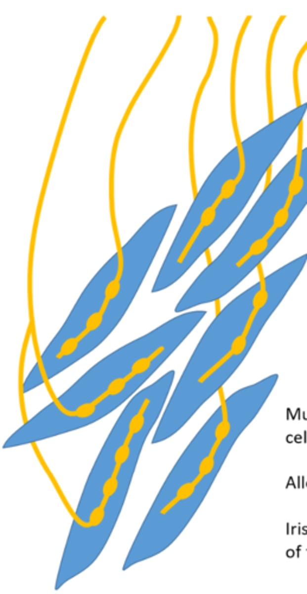 <p>- each smooth muscle cell has synaptic input</p><p>- allows for finer control of the muscle</p>