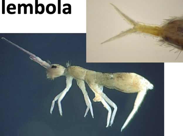 <p><u>Springtail</u></p><ul><li><p>ametabolous</p></li><li><p>Morpho:</p><ul><li><p>≤ 6 mm long</p></li><li><p>wingless</p></li><li><p>body is elongated or oblong</p></li><li><p>furcula jumping structure on 4/5th abdominal segment</p></li><li><p>short antennae</p></li><li><p>eye clusters as black patches on head</p></li></ul></li></ul><p></p>