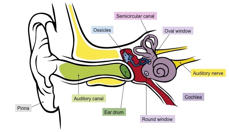 <p>In the inner ear. Contains the organ of Corti, produces nerve impulses in response to sound vibrations.</p>