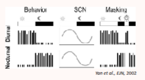 <ul><li><p>no, in both nocturnal and diurnal species, SCN neurons are most active in the light phase and leas active in the dark phase (day-active structure across all animals)</p></li><li><p>even though SCN activity is the same, the behavioural output is the opposite </p></li><li><p>e.g nocturnal animals have high SCN firing in the light but behvaiour is active during the day TF the SCN inhibits the activity during the day</p></li></ul><p></p><p></p>
