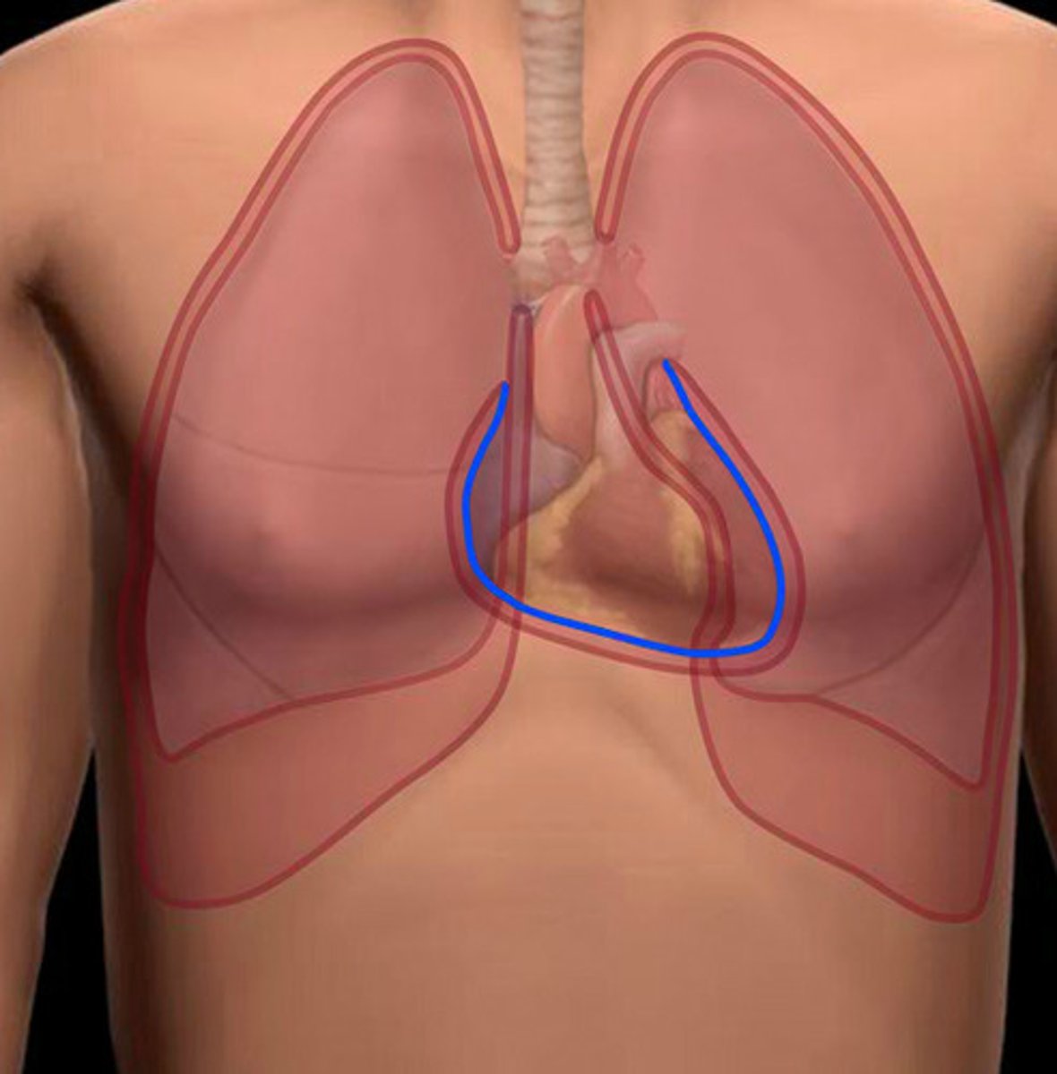 <p>the outer layer of the heart wall (feature)</p>