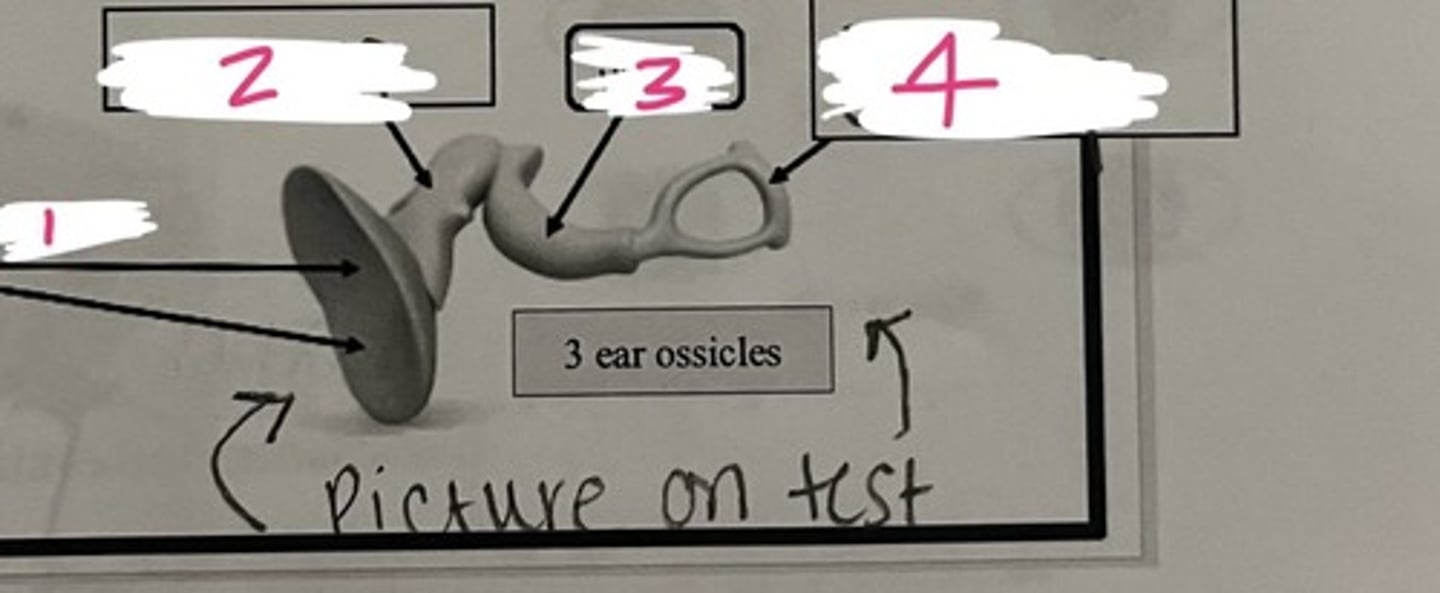 <p>According to the model, what does #1 represent?</p>