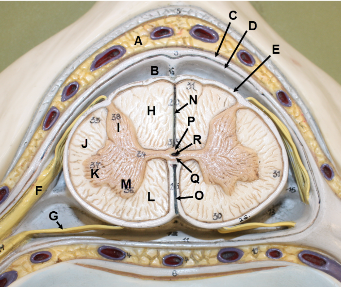 <p>In the image above, identify spaces A and B, meningeal layers C-E, and structures F-R. Question S: the cell bodies of what type of neurons are located in structure K? Question T: the cell bodies of what type of neurons are located in structure M?</p>
