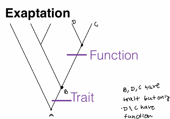 <p>exaptation (pre-adaptation)</p>