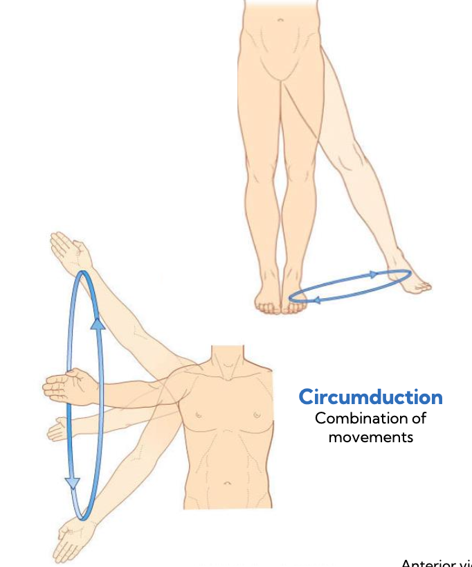 <p>circumduction</p>
