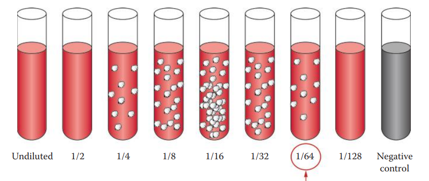 Titration of antibodies. Serum is serially diluted and a constant amount of antigen is applied to each tube. The mixture is incubated, allowing agglutination to occur.